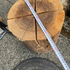 スエーデントーチの画像