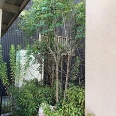 植栽の剪定をお願いします！