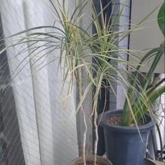 ドラセナ・コンシンネ　ホワイボリー