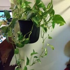 ポトス