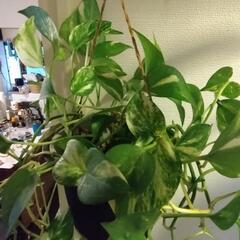 ポトスの画像