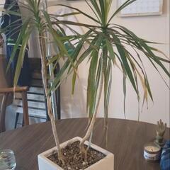 ドラセナ・コンシンネ　トリカラー