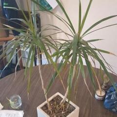 ドラセナ・コンシンネ　トリカラーの画像