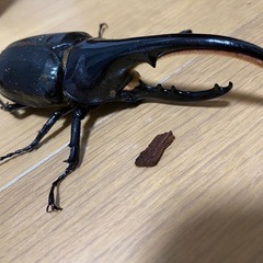 ヘラクレスオオカブトムシ