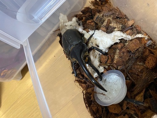 ヘラクレスオオカブトムシ