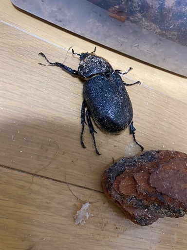 ヘラクレスオオカブトムシ