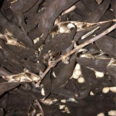 岡山産ムクナ豆1kgの画像