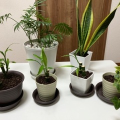 観葉植物のセット