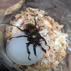 ニジイロクワガタ各種♂♀1ペアセットの画像