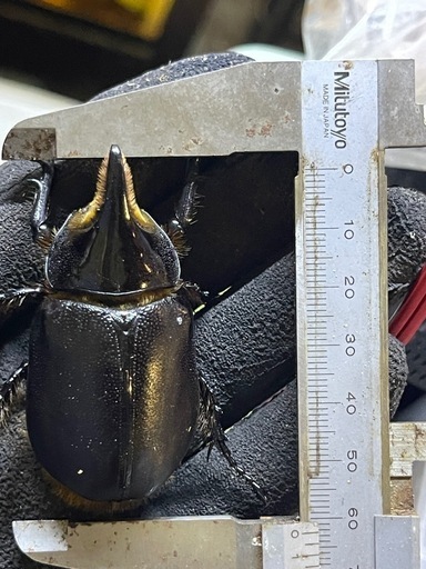 サタンオオカブトペア