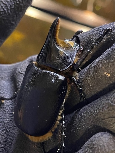 サタンオオカブトペア