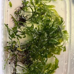 ボルビティス　ヒュディロティ