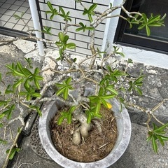 アデニウム🪴砂漠のバラ🪴の画像