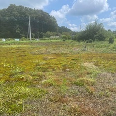 苔群生地を探しています(ウマスキゴケ)