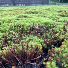 苔群生地を探しています(ウマスキゴケ) - その他