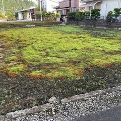 苔群生地を探しています(ウマスキゴケ) - 宇都宮市