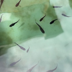 改良メダカ　デビルの舞　1ペアの画像