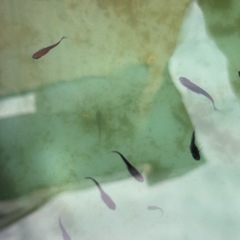 改良メダカ　デビルの舞　1ペアの画像