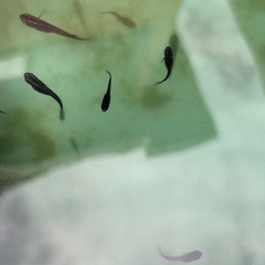 改良メダカ　デビルの舞　1ペアの画像