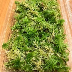 天然苔の画像