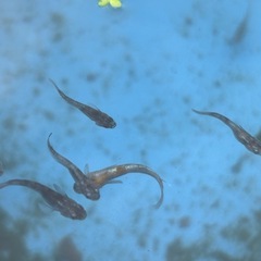 改良メダカ　和墨x花魁　1ペアの画像