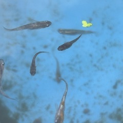 改良メダカ　和墨x花魁　1ペアの画像