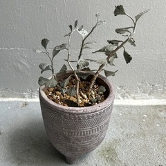植物🪴