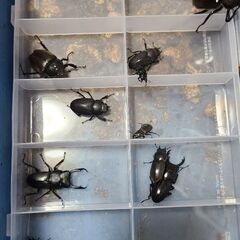 福島県産 クワガタ (ワイルド)