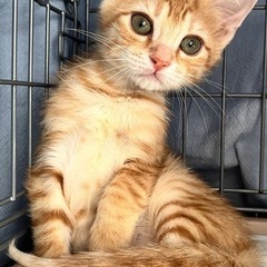 子猫(男の子、女の子)の里親募集について