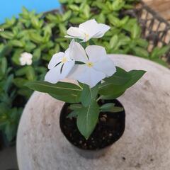 日々草　ホワイト