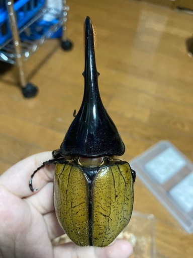 DHパスコアリ、インスラ　セット