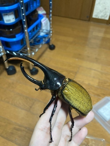 DHパスコアリ、インスラ　セット