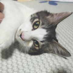 シロクロ虎柄猫の里親募集🌼🌼