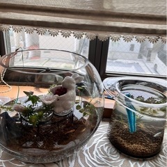 プラチナ牡丹