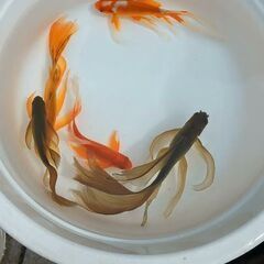 金魚　テツギョ　鉄魚　天然記念物です今年生まれ
