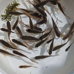 金魚　テツギョ　鉄魚　天然記念物です今年生まれの画像