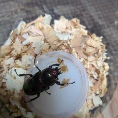 女性に人気🥰ニジイロクワガタ♂♀ペア残り僅かの画像