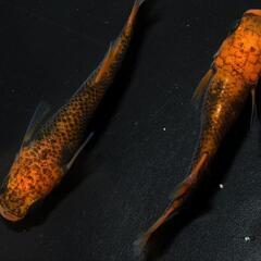 メダカ成魚　色々の画像