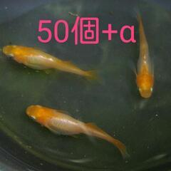 メダカ成魚　色々の画像