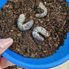 【お話中】カブトムシの幼虫10匹