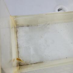 メダカ　レクリス　幼魚の画像