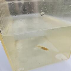 メダカ　レクリス　幼魚の画像