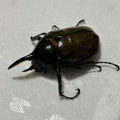 成虫　チビヘラクレス　オスの画像