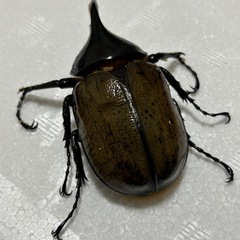 成虫　チビヘラクレス　オスの画像