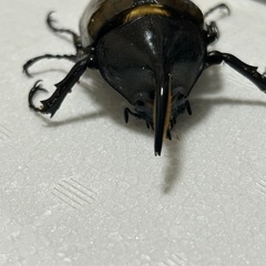 成虫　チビヘラクレス　オスの画像