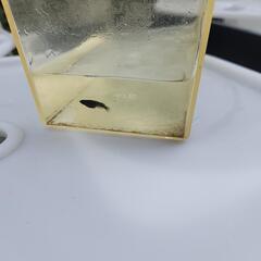 メダカ　オロチ　幼魚の画像