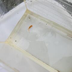 メダカ　楊貴妃　幼魚の画像