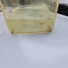 メダカ　楊貴妃　幼魚の画像