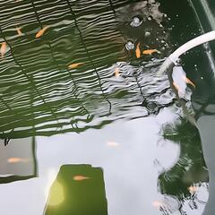 メダカ　楊貴妃　幼魚