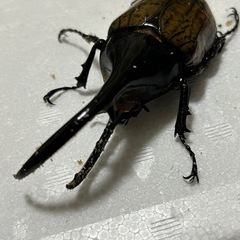 (訳あり)ヘラクレスオオカブトの画像